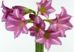 hippeastrum Estella ® (1)